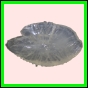 anchep_1072_a_002