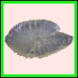 anchep_1072_b_001