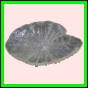 anchep_1074_a_003