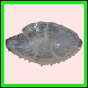 anchep_1075_a_001