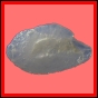 anchep_1275_a_002