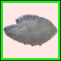 anchep_1277_a_002