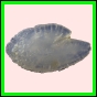anchep_1277_b_002