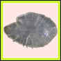 anchep_1378_a_002