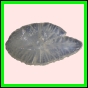 anchep_1379_a_002