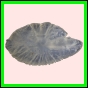 anchep_1383_a_002