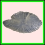 anchep_1383_b_002