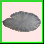 anchep_1386_b_002