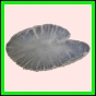 anchep_1387_a_002
