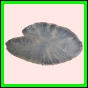 anchep_1388_a_002