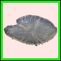 anchep_1441_a_002