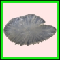 anchep_1442_a_002