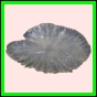 anchep_1442_b_001