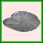 anchep_1443_a_002
