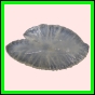 anchep_1444_b_002
