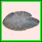 anchep_172_b_003