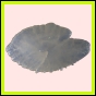 anchep_174_a_042