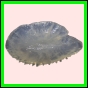 anchep_1756_a_001