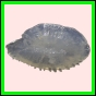 anchep_1756_b_002