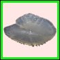 anchep_1757_a_001