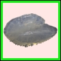 anchep_1757_b_001