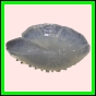 anchep_1758_a_001