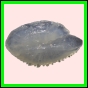 anchep_1758_b_002