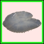 anchep_175_a_001