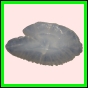 anchep_175_b_003