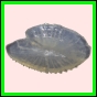 anchep_1760_b_002