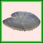 anchep_1761_a_001