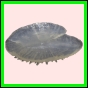 anchep_1761_b_002