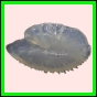 anchep_1762_a_001