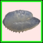 anchep_1762_b_002