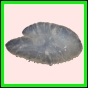 anchep_177_a_003