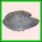 anchep_178_l_002