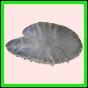 anchep_179_a_045