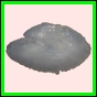 anchep_181_b_002