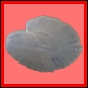anclyo_335_b_002