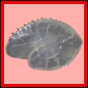 ancmit_1256_a_002