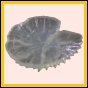 ancmit_1446_a_001