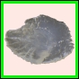 ancmit_1450_b_002