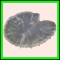 ancmit_1452_b_001