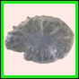 ancmit_1458_a_002