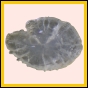 ancmit_1458_b_001