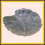 ancmit_1943_a_002
