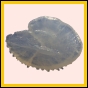 ancmit_1972_b_002