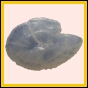 ancmit_1973_b_002