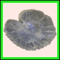 ancmit_610_r_001