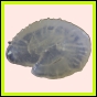 ancmit_611_l_002